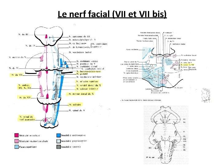 Le nerf facial (VII et VII bis) 