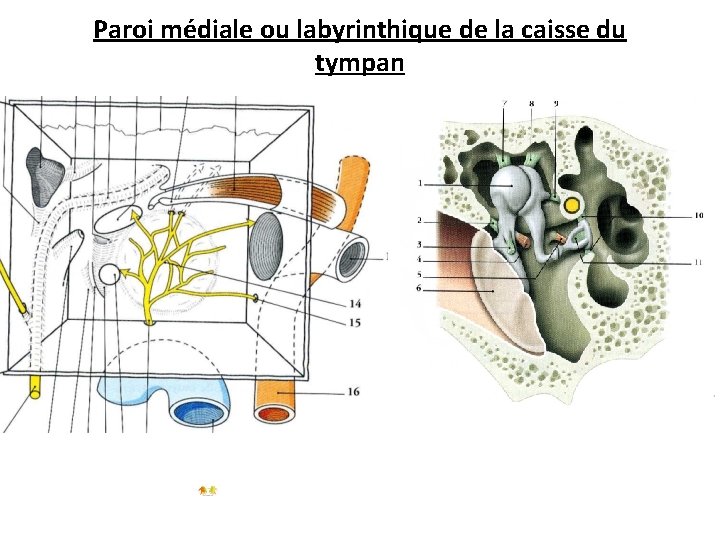 Paroi médiale ou labyrinthique de la caisse du tympan 