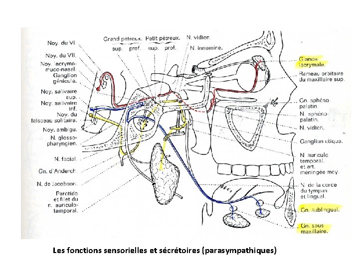 Les fonctions sensorielles et sécrétoires (parasympathiques) 