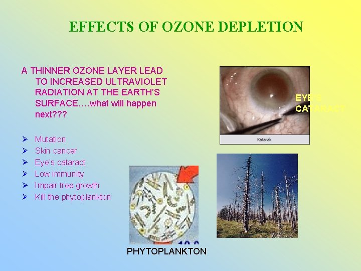 EFFECTS OF OZONE DEPLETION A THINNER OZONE LAYER LEAD TO INCREASED ULTRAVIOLET RADIATION AT