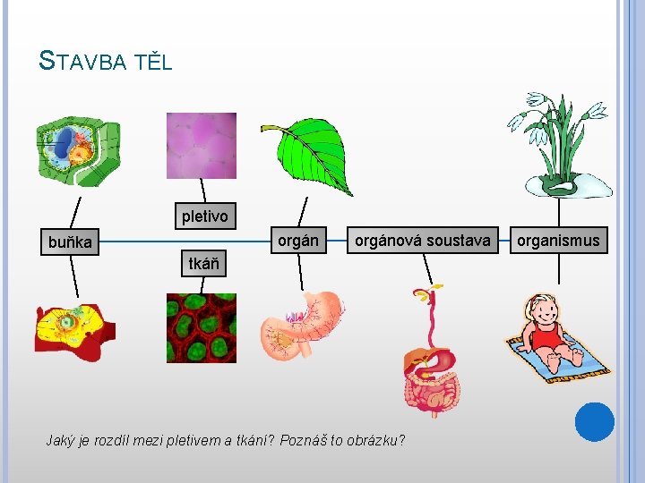 STAVBA TĚL pletivo orgán buňka orgánová soustava tkáň Jaký je rozdíl mezi pletivem a
