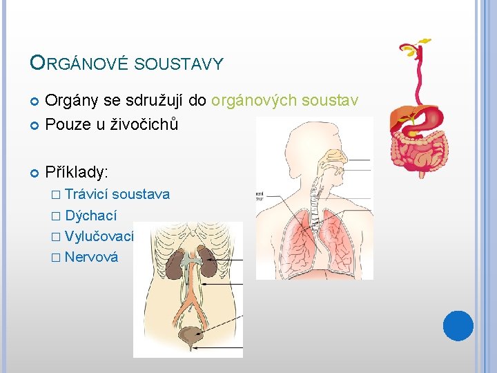 ORGÁNOVÉ SOUSTAVY Orgány se sdružují do orgánových soustav Pouze u živočichů Příklady: � Trávicí