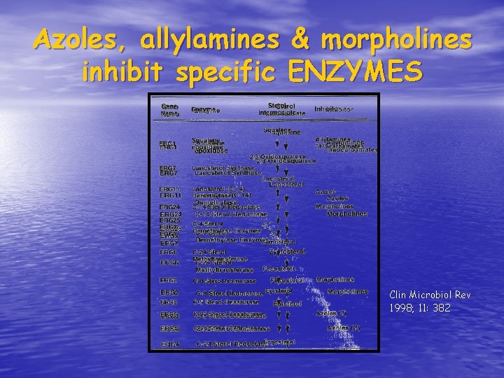 Azoles, allylamines & morpholines inhibit specific ENZYMES Clin Microbiol Rev 1998; 11: 382 Azoles, allylamines & morpholines inhibit specific ENZYMES Clin Microbiol Rev 1998; 11: 382