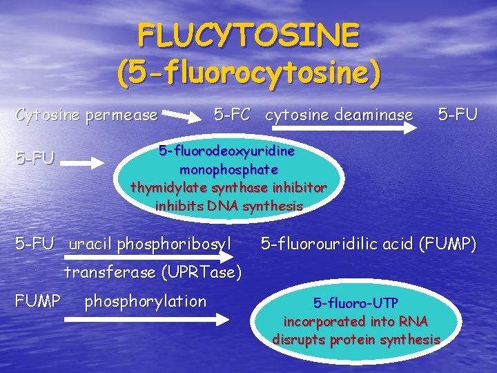 FLUCYTOSINE (5 -fluorocytosine) Cytosine permease 5 -FU 5 -FC cytosine deaminase 5 -FU 5