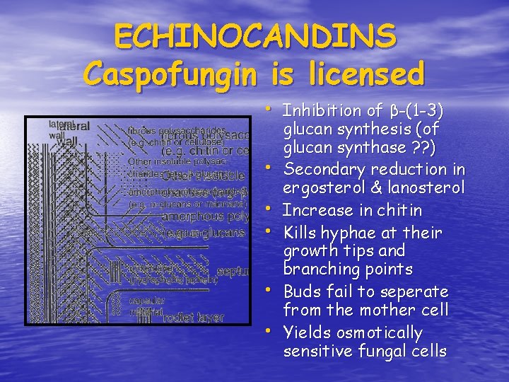 ECHINOCANDINS Caspofungin is licensed • Inhibition of β-(1 -3) • • • glucan synthesis