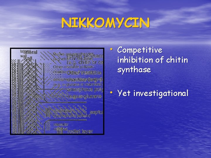 NIKKOMYCIN • Competitive inhibition of chitin synthase • Yet investigational NIKKOMYCIN • Competitive inhibition of chitin synthase • Yet investigational