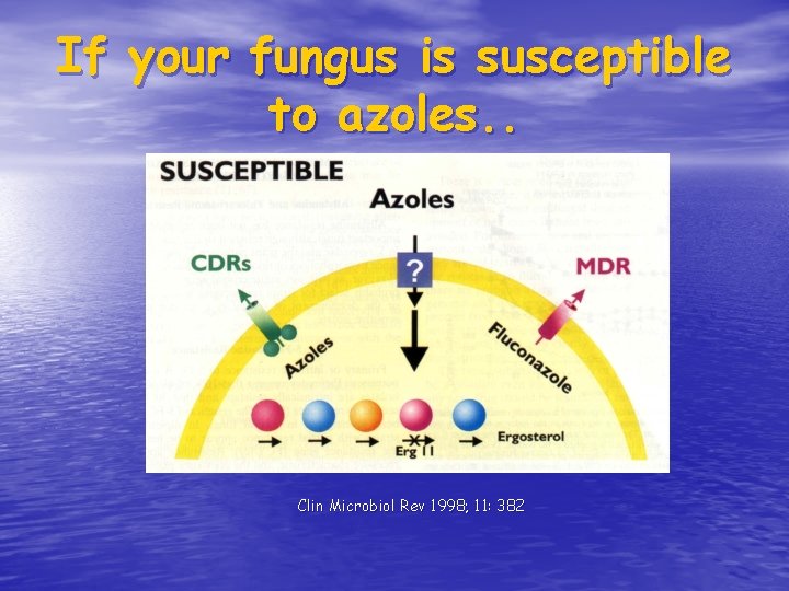 If your fungus is susceptible to azoles. . Clin Microbiol Rev 1998; 11: 382