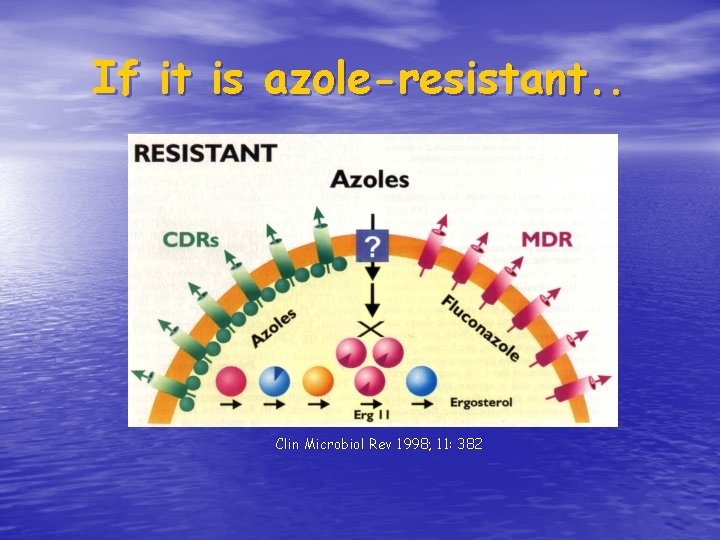 If it is azole-resistant. . Clin Microbiol Rev 1998; 11: 382 