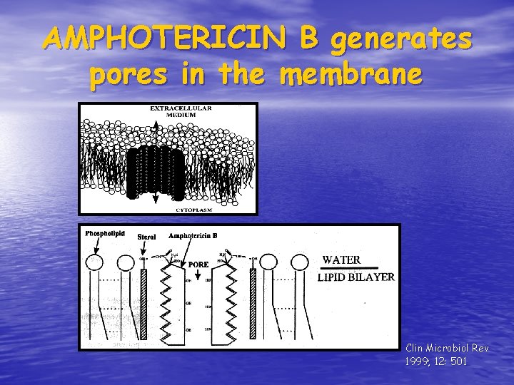 AMPHOTERICIN B generates pores in the membrane Clin Microbiol Rev 1999; 12: 501 AMPHOTERICIN B generates pores in the membrane Clin Microbiol Rev 1999; 12: 501