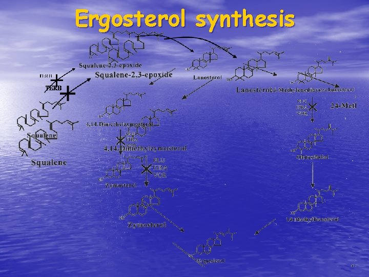 Ergosterol synthesis 