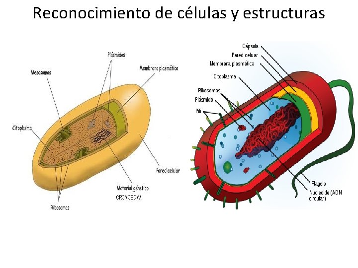 Reconocimiento de células y estructuras 