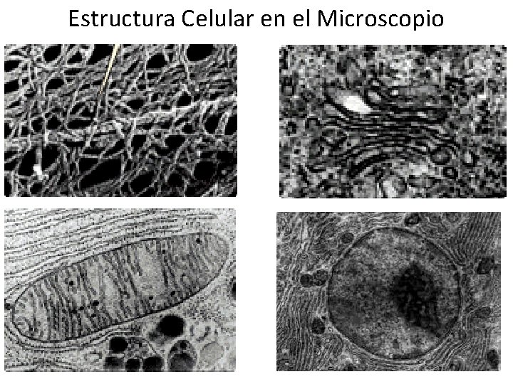 Estructura Celular en el Microscopio 