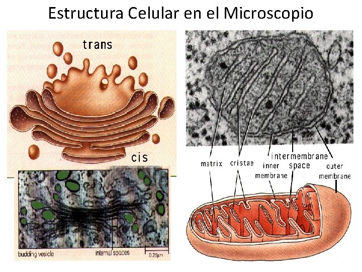 Estructura Celular en el Microscopio 