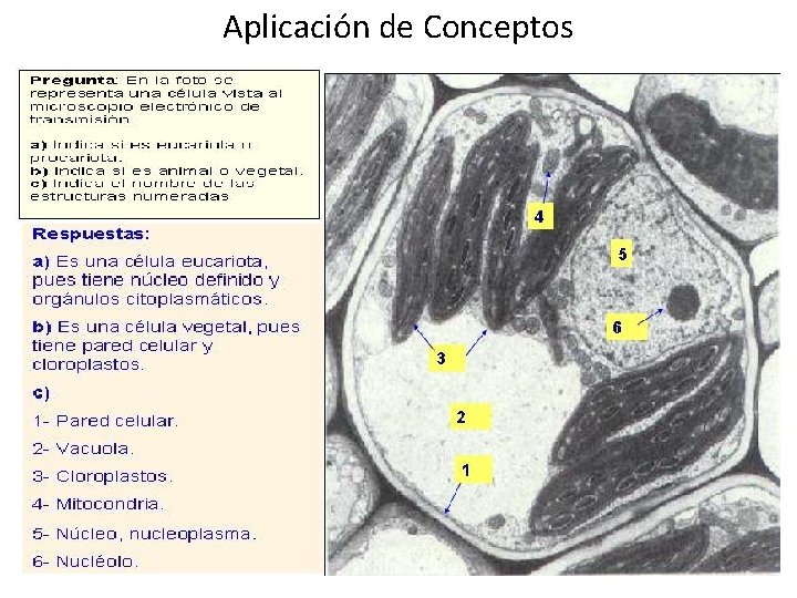 Aplicación de Conceptos 