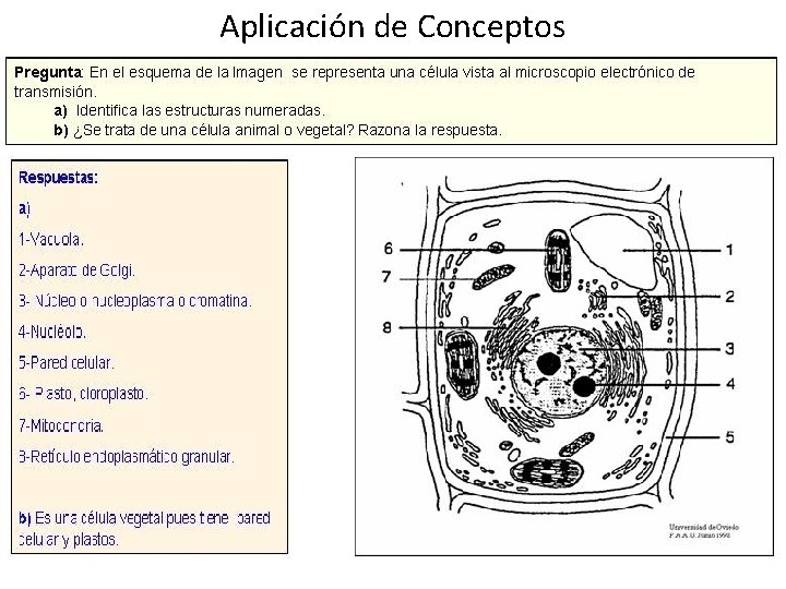 Aplicación de Conceptos 