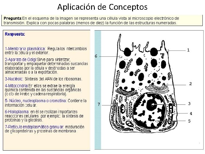 Aplicación de Conceptos 