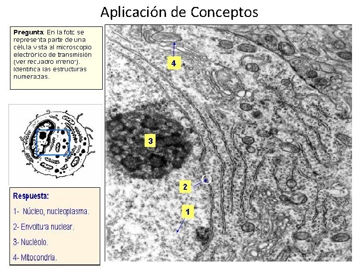 Aplicación de Conceptos 