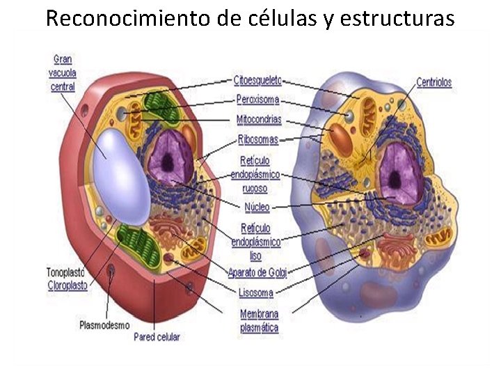 Reconocimiento de células y estructuras 