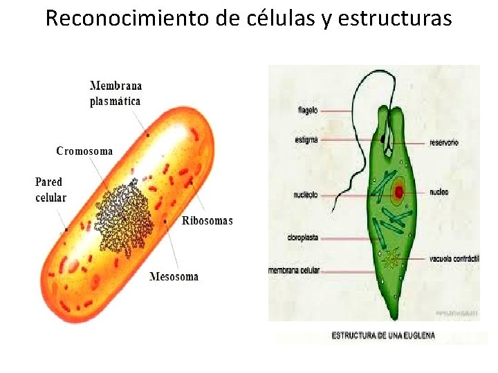 Reconocimiento de células y estructuras 