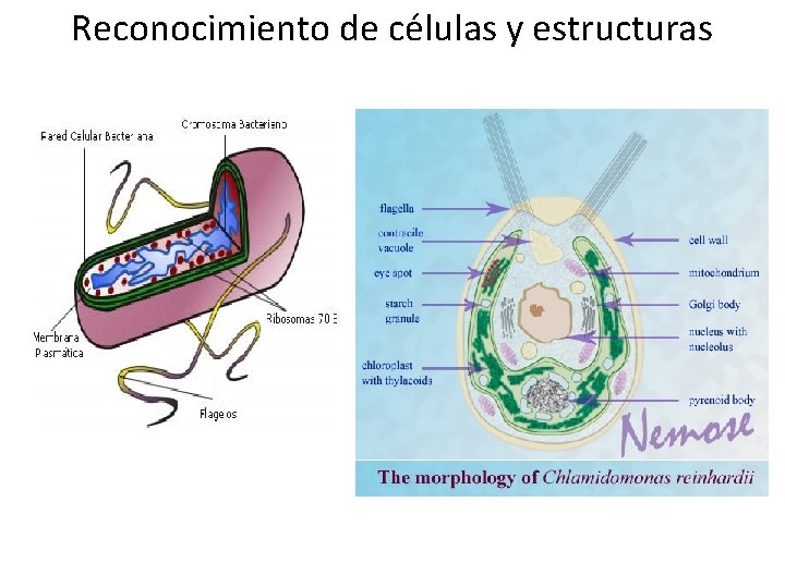 Reconocimiento de células y estructuras 