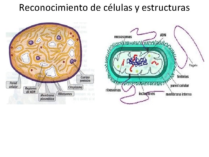 Reconocimiento de células y estructuras 