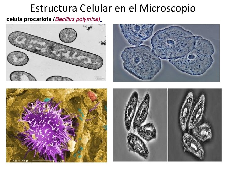 Estructura Celular en el Microscopio célula procariota (Bacillus polymixa) 