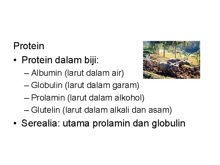 Protein • Protein dalam biji: – Albumin (larut dalam air) – Globulin (larut dalam