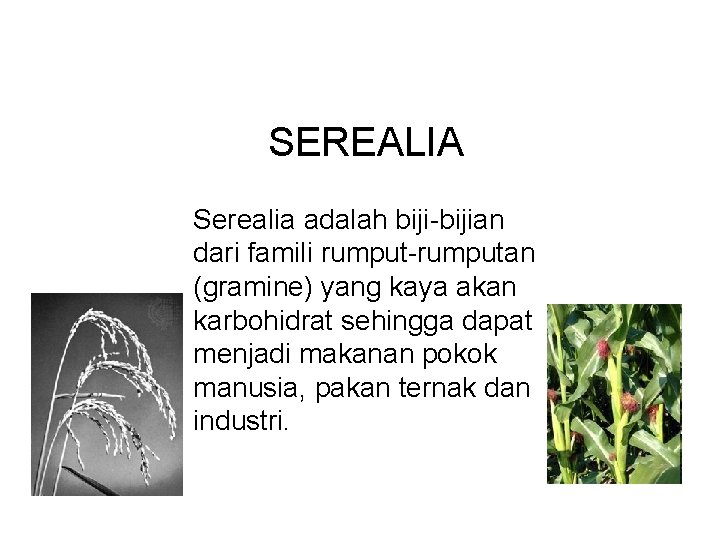 SEREALIA Serealia adalah biji-bijian dari famili rumput-rumputan (gramine) yang kaya akan karbohidrat sehingga dapat