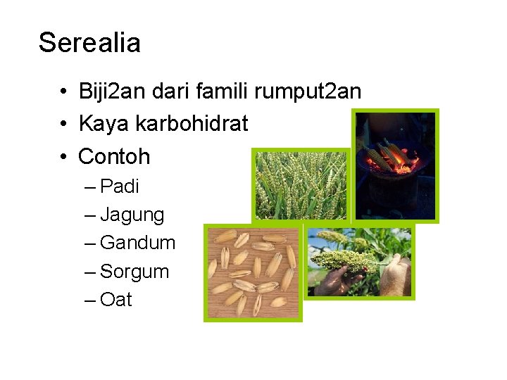 Serealia • Biji 2 an dari famili rumput 2 an • Kaya karbohidrat •