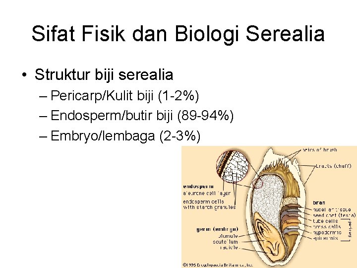 Sifat Fisik dan Biologi Serealia • Struktur biji serealia – Pericarp/Kulit biji (1 -2%)