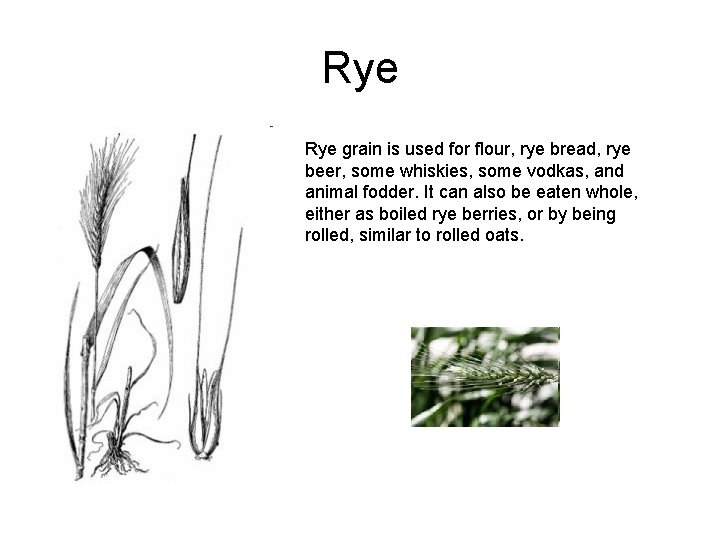 Rye grain is used for flour, rye bread, rye beer, some whiskies, some vodkas,