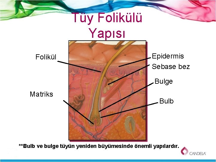Tüy Folikülü Yapısı Folikül Epidermis Sebase bez Bulge Matriks Bulb **Bulb ve bulge tüyün