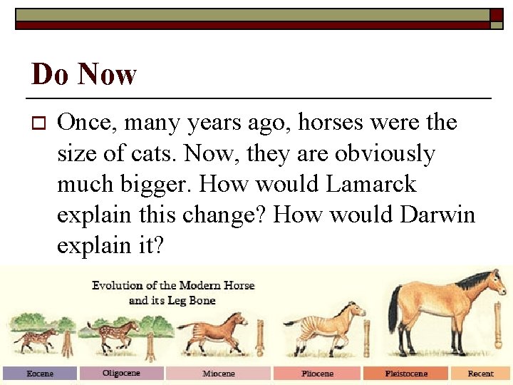 Do Now o Once, many years ago, horses were the size of cats. Now,