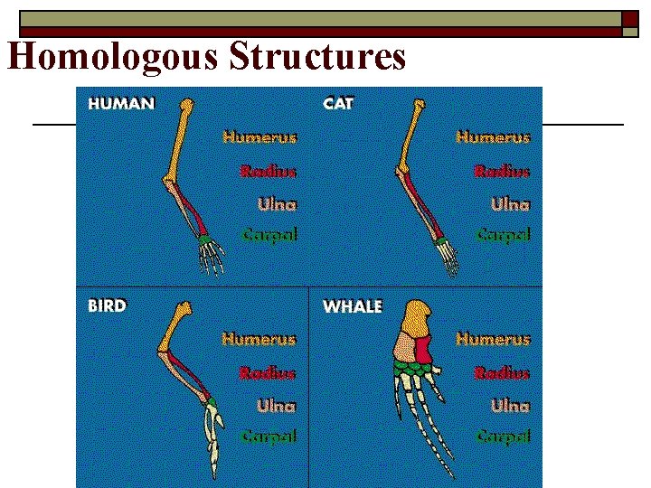 Homologous Structures 