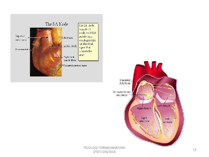 FISIOLOGI TERNAK/ANATOMI OTOT/CIN/2015 17 