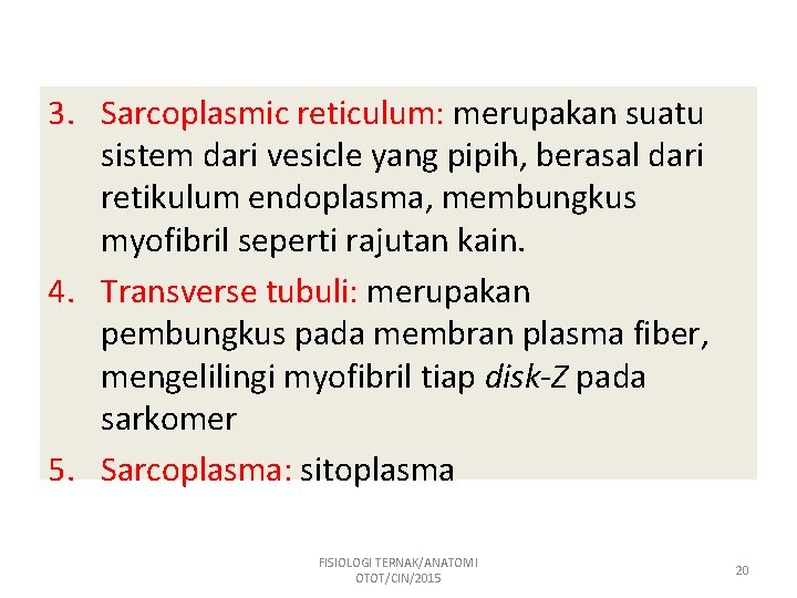3. Sarcoplasmic reticulum: merupakan suatu sistem dari vesicle yang pipih, berasal dari retikulum endoplasma,