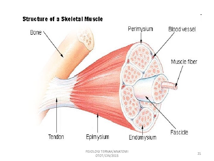 FISIOLOGI TERNAK/ANATOMI OTOT/CIN/2015 21 