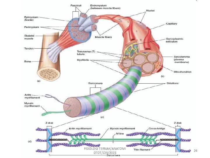 FISIOLOGI TERNAK/ANATOMI OTOT/CIN/2015 24 
