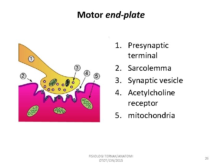 Motor end-plate 1. Presynaptic terminal 2. Sarcolemma 3. Synaptic vesicle 4. Acetylcholine receptor 5.