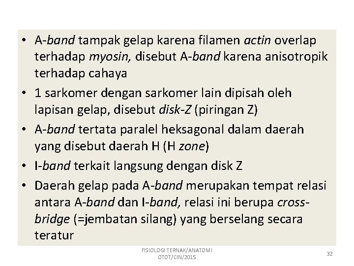  • A-band tampak gelap karena filamen actin overlap terhadap myosin, disebut A-band karena