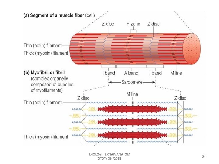 FISIOLOGI TERNAK/ANATOMI OTOT/CIN/2015 34 