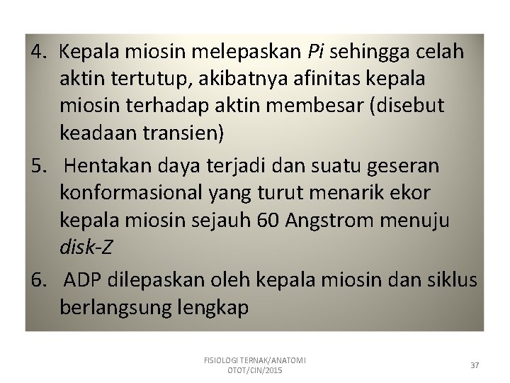 4. Kepala miosin melepaskan Pi sehingga celah aktin tertutup, akibatnya afinitas kepala miosin terhadap