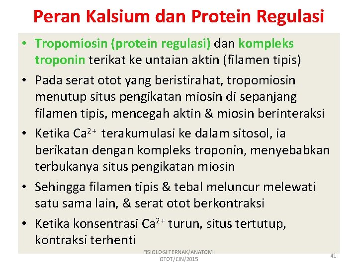 Peran Kalsium dan Protein Regulasi • Tropomiosin (protein regulasi) dan kompleks troponin terikat ke