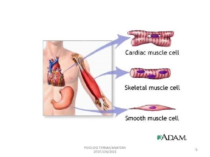 FISIOLOGI TERNAK/ANATOMI OTOT/CIN/2015 5 