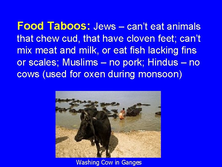 Food Taboos: Jews – can’t eat animals that chew cud, that have cloven feet;