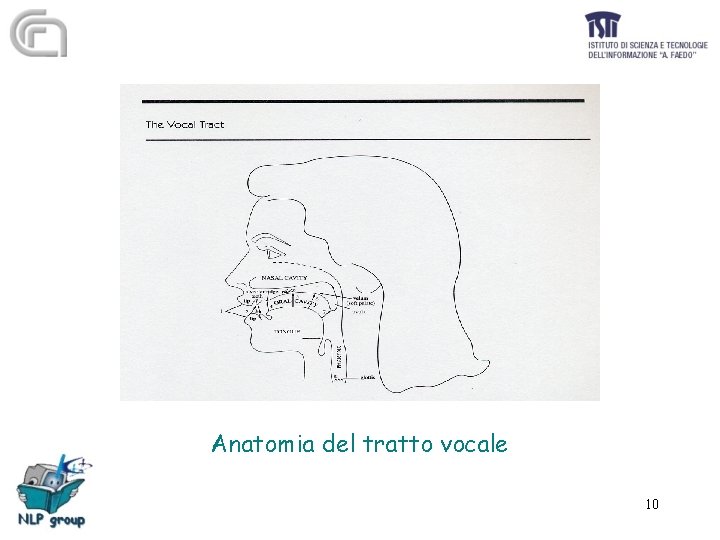 Anatomia del tratto vocale 10 