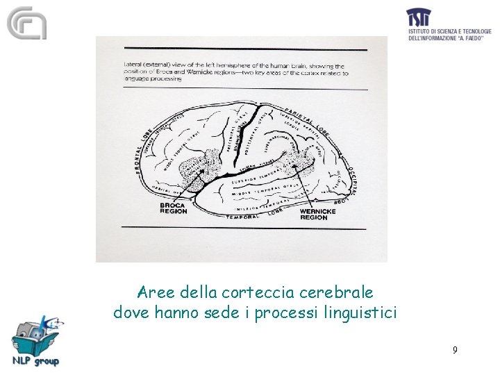 Aree della corteccia cerebrale dove hanno sede i processi linguistici 9 