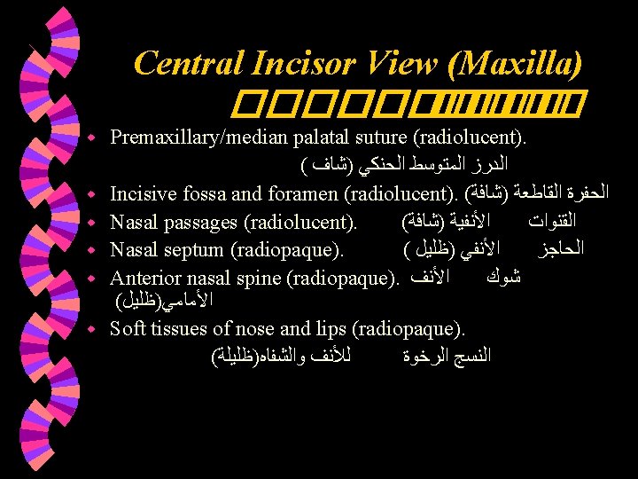 Central Incisor View (Maxilla) ������� w w w Premaxillary/median palatal suture (radiolucent). ( ﺍﻟﺪﺭﺯ Central Incisor View (Maxilla) ������� w w w Premaxillary/median palatal suture (radiolucent). ( ﺍﻟﺪﺭﺯ