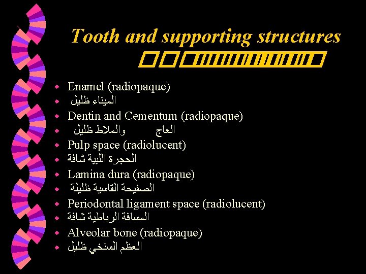 Tooth and supporting structures ������� w w w Enamel (radiopaque) ﺍﻟﻤﻴﻨﺎﺀ ﻇﻠﻴﻞ Dentin and Tooth and supporting structures ������� w w w Enamel (radiopaque) ﺍﻟﻤﻴﻨﺎﺀ ﻇﻠﻴﻞ Dentin and