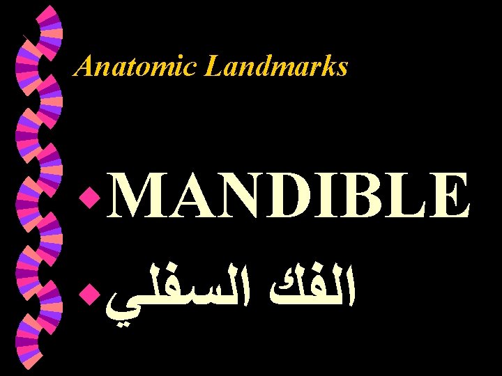 Anatomic Landmarks w. MANDIBLE w ﺍﻟﺴﻔﻠﻲ ﺍﻟﻔﻚ Anatomic Landmarks w. MANDIBLE w ﺍﻟﺴﻔﻠﻲ ﺍﻟﻔﻚ